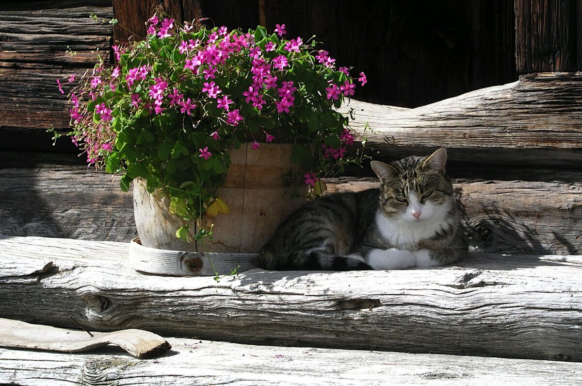 April Showers Bring May Flowers Coldwell Banker Big Creek Realty, Delhi, Ontario