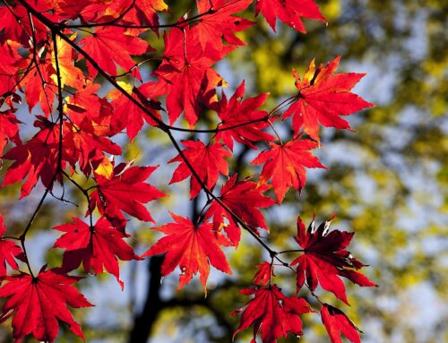 October Home Maintenance Tips for Condo and Homeowners