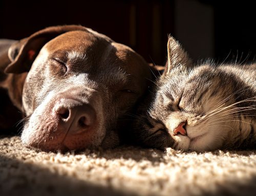 Built-In Special Pet Features
